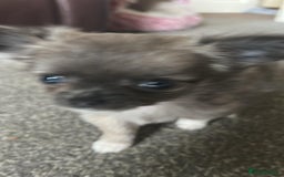 Chihuahua dogs for sale: Chihuahua teacup - Image 21
