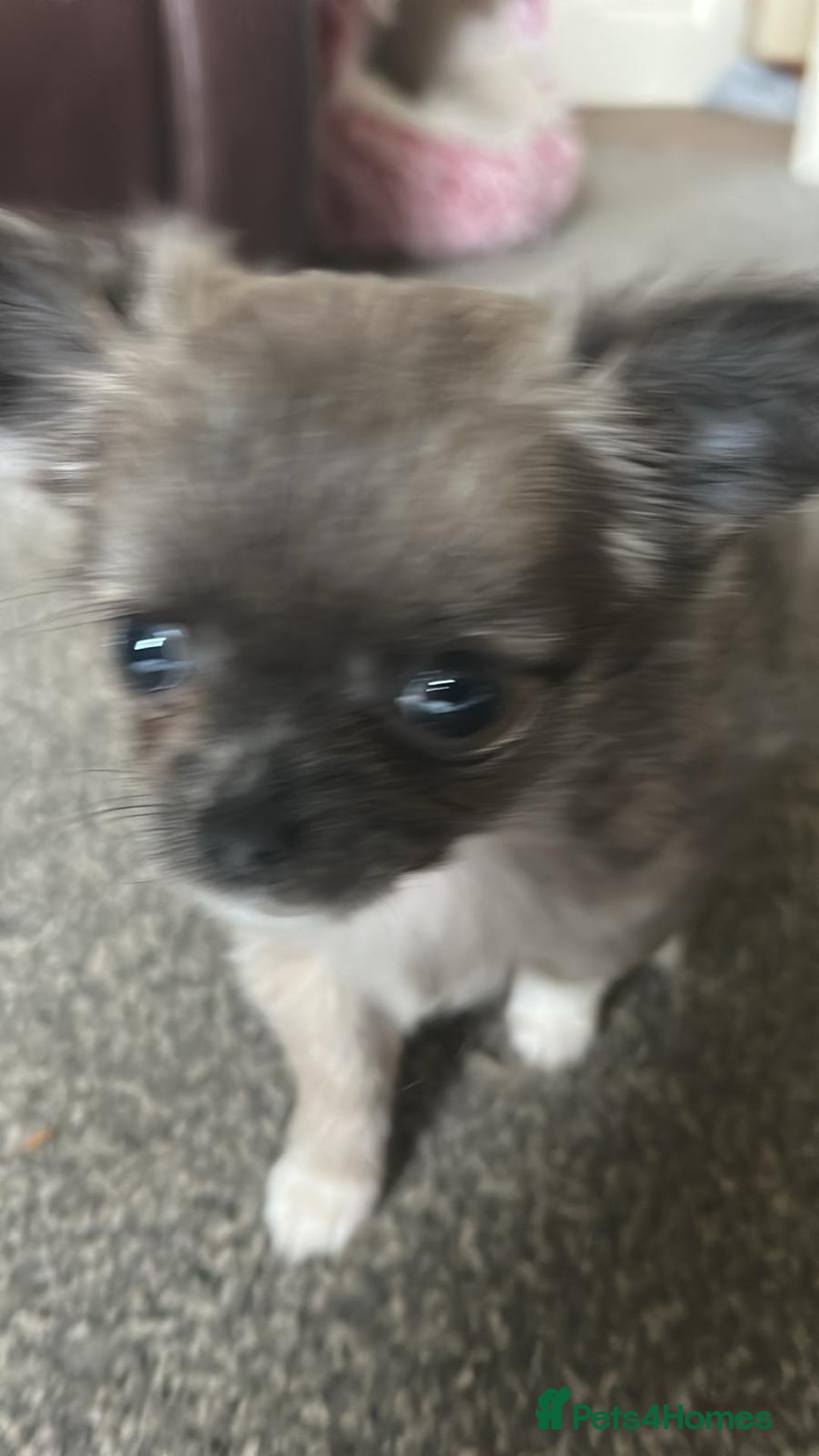 Chihuahua dogs for sale: Chihuahua teacup - Image 21