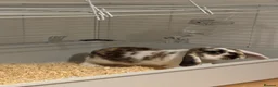 Mini Lop rabbits for sale: baby mini lop mix boy  in Bexhill-on-Sea - Advert 2