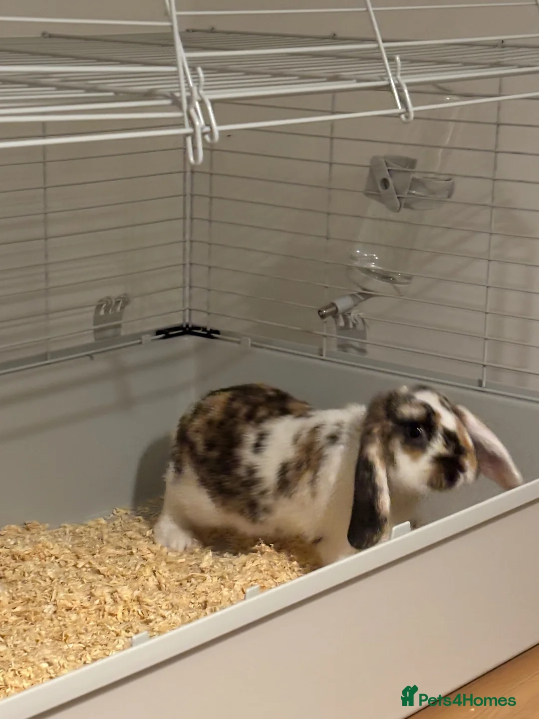 Mini Lop rabbits for sale: baby mini lop mix boy  in Bexhill-on-Sea - Advert 2
