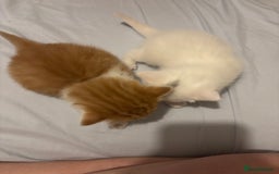 Domestic Shorthair cats for sale: Beautiful kittens  - Image 7