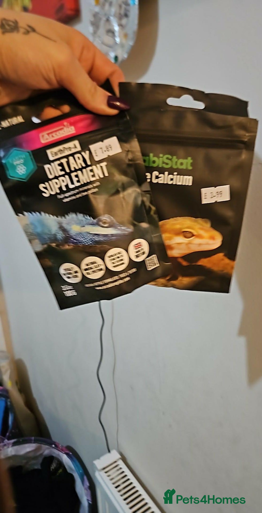 Tortoise reptiles for sale: Horsefield Tortoise and Enclosure. - Advert 8