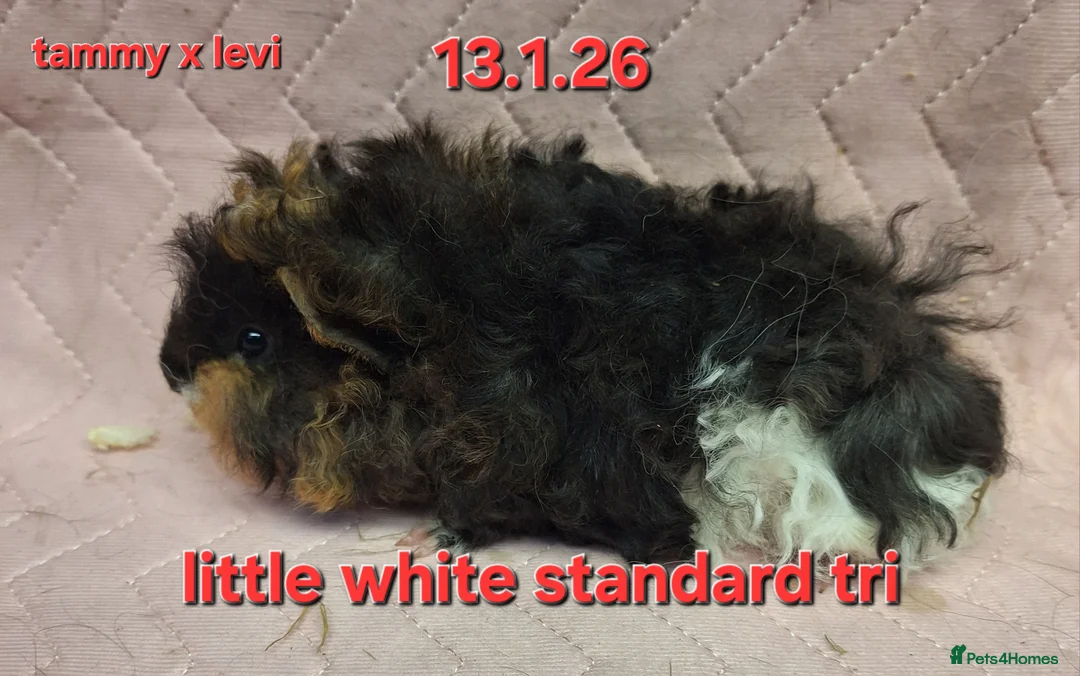 Guinea Pig rodents for sale: Baby female guinea pigs - Advert 1