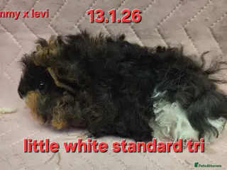 Guinea Pig rodents Baby female guinea pigs - Advert 9