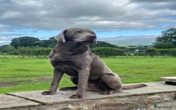 Labrador Retriever dogs for sale: Health Tested KC Registered Labradors - Image 14