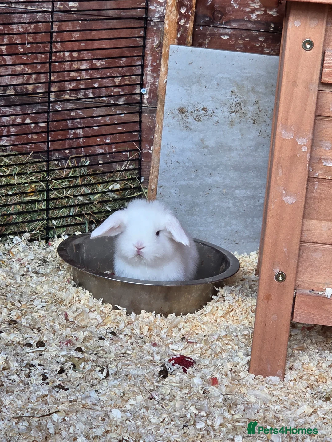 Mini Lop rabbits for sale: Baby mini lops - Advert 8