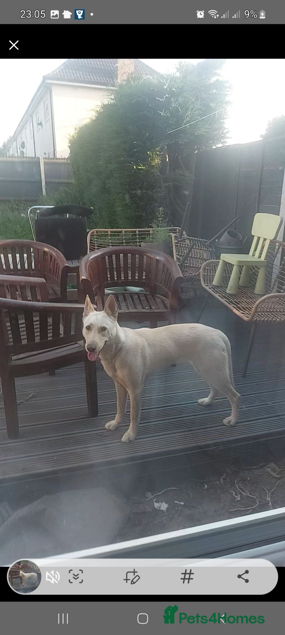 Mixed Breed dogs Female - Advert 1