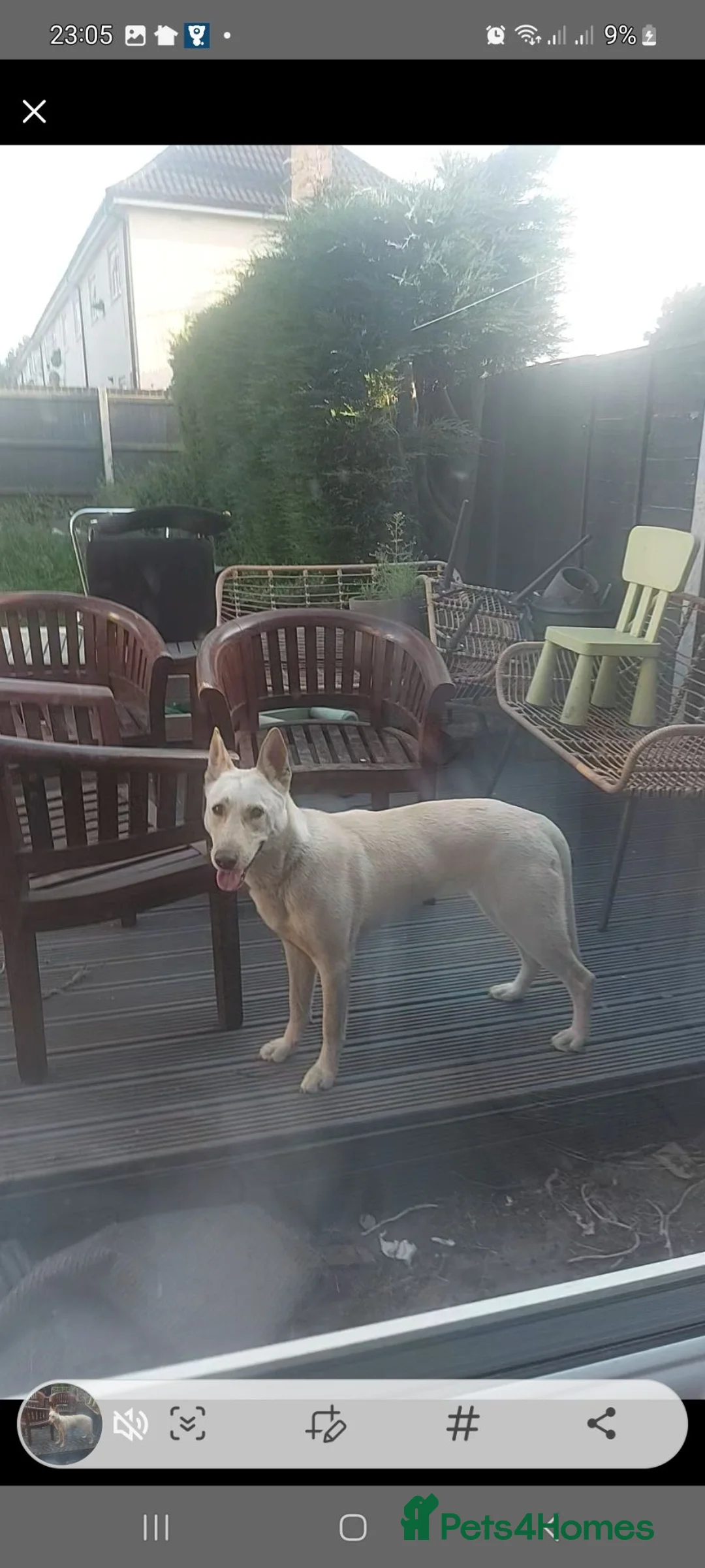 Mixed Breed dogs for sale: Female - Advert 1