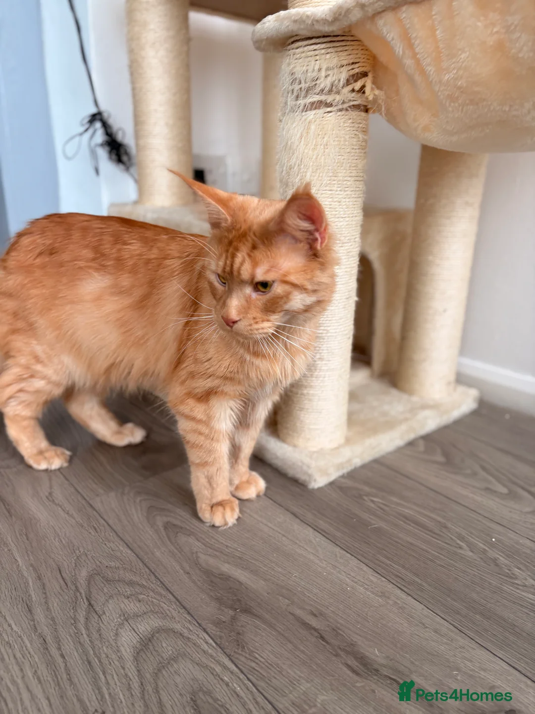 Maine Coon cats for sale: Maine coon boy  in Launceston - Advert 2