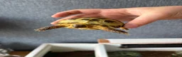 Hermann Tortoise reptiles for sale: Tortoise  in Leeds - Advert 6