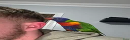 Lorikeets birds for sale: 2 year old lorikeet for sale - Advert 3