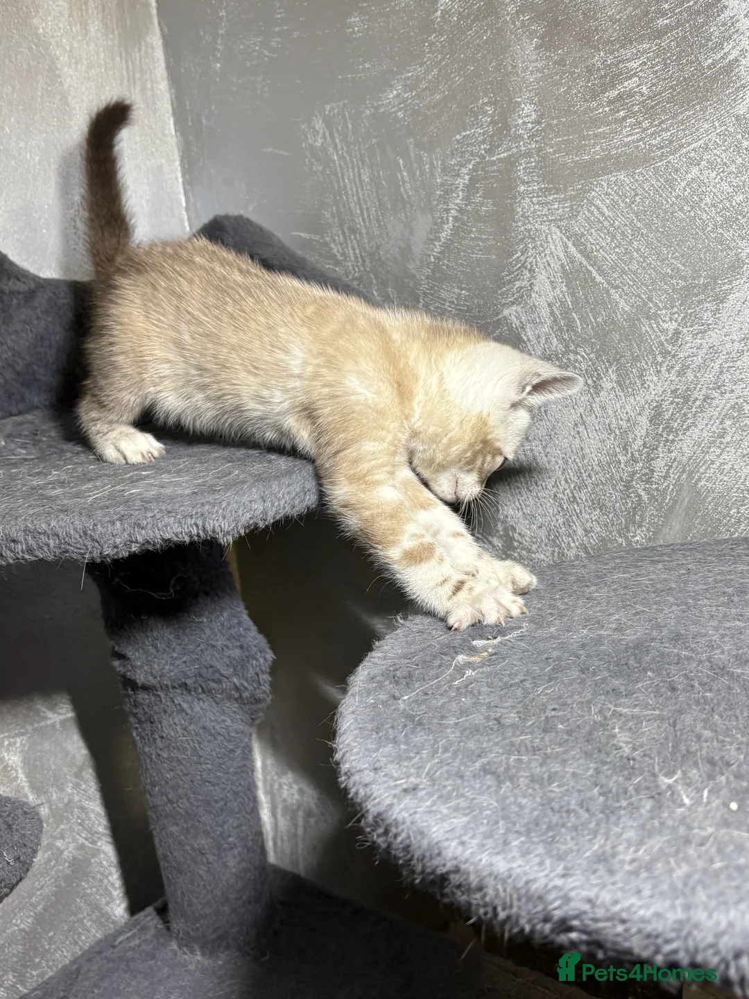 Bengal cats for sale: Bengal tiger kittens  - Advert 7