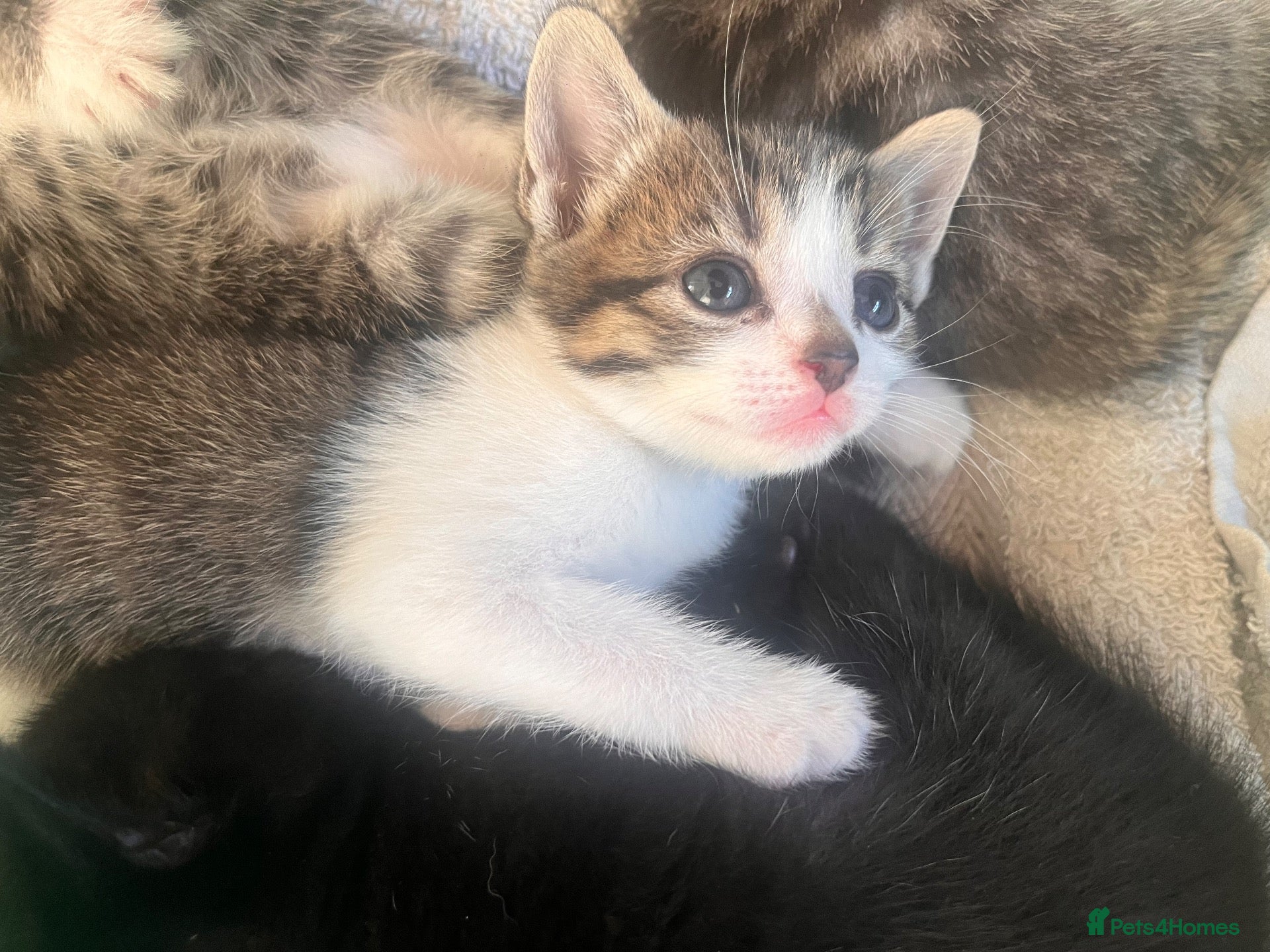 Mixed Breed cats Beautiful kittens - Advert 1