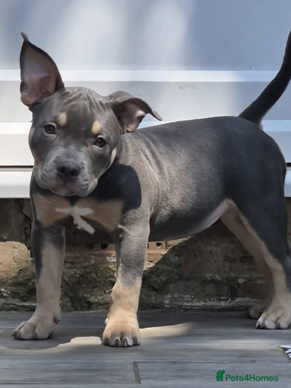American Bully dogs American Bully Puppies - Advert 7