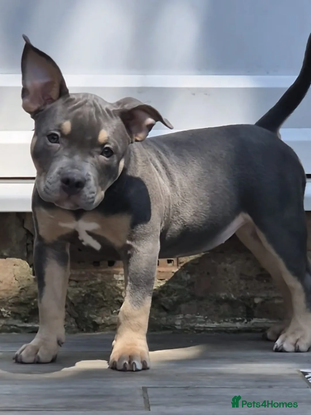 American Bully dogs for sale: American Bully Puppies - Advert 1