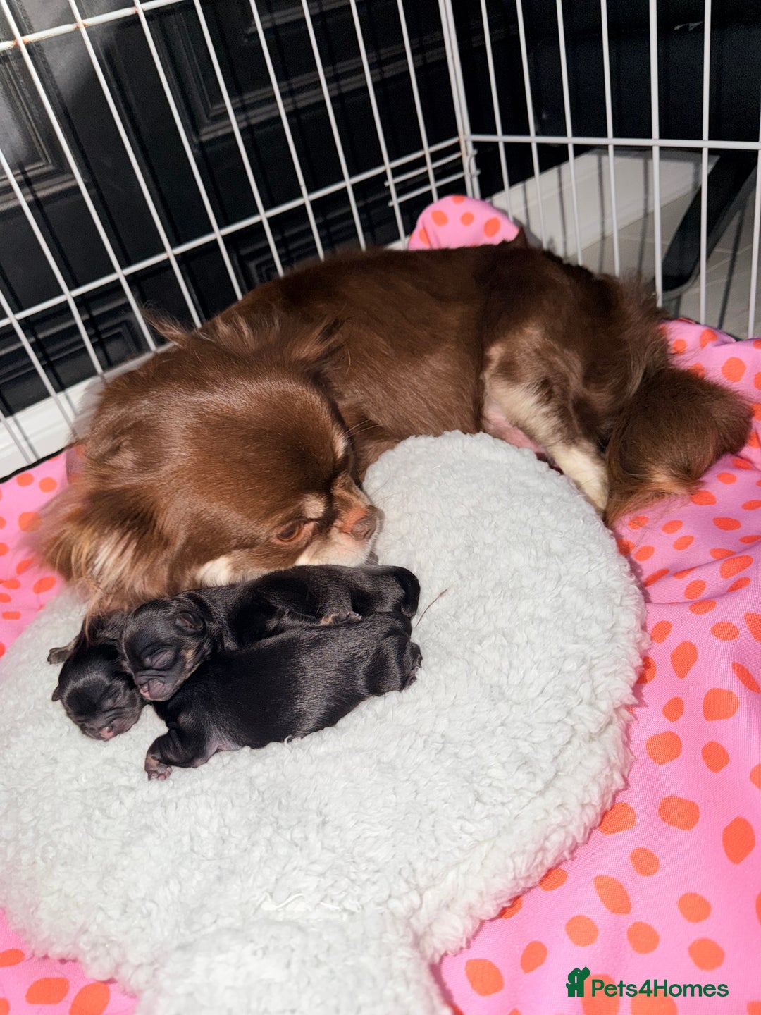 Chihuahua dogs for sale: Russian long coat chihuahua  - Advert 4