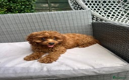 Cavapoo dogs for sale: Beautiful Cavapoo toy boy AVALIBLE! - Image 4