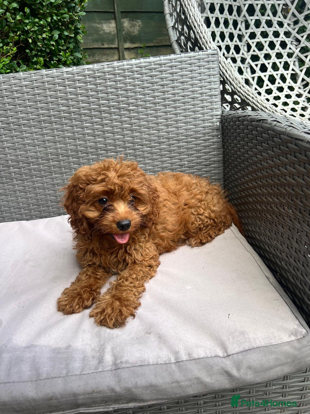 Cavapoo dogs for sale: Beautiful Cavapoo toy boy AVALIBLE! - Image 4