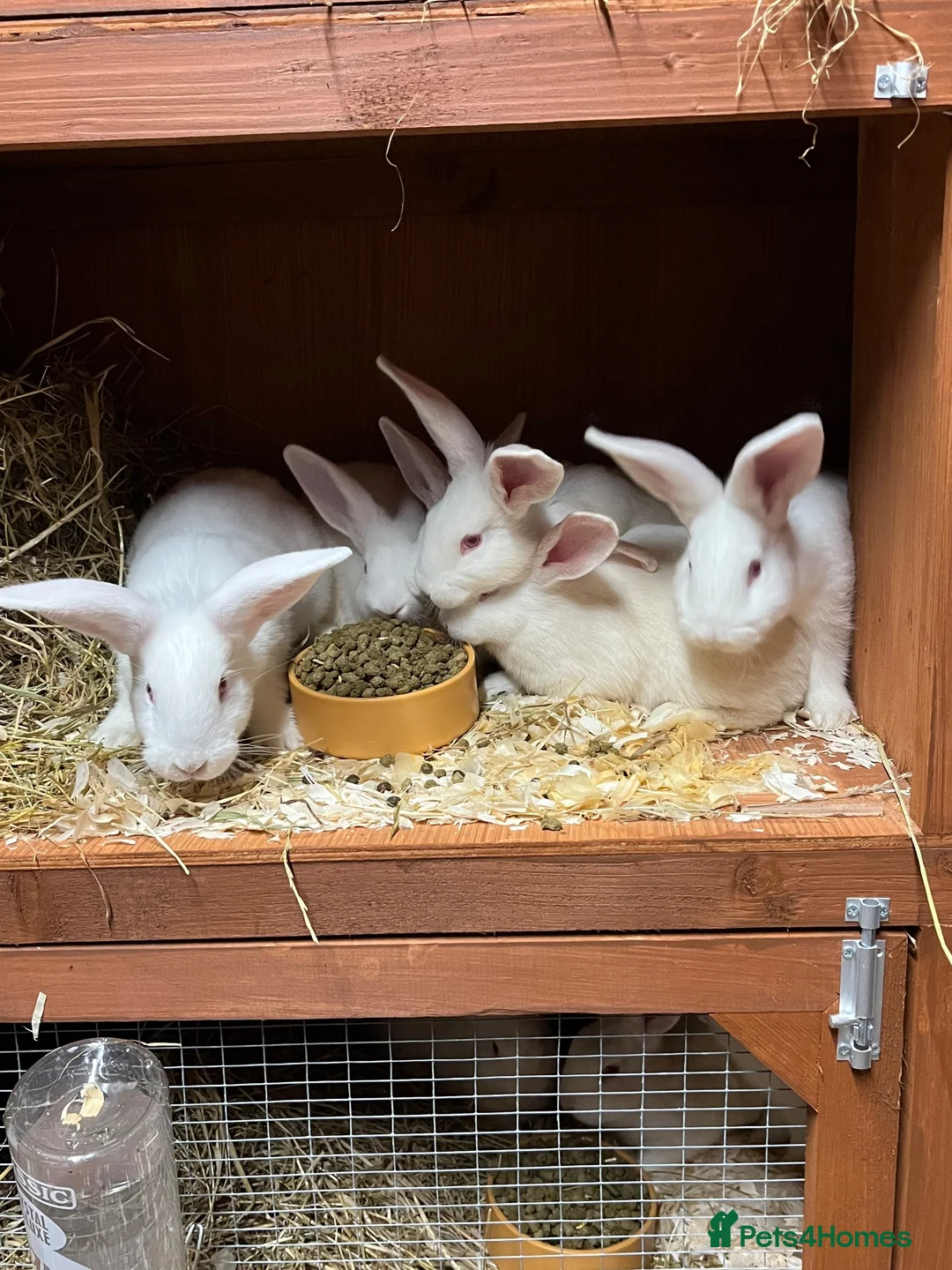 New Zealand rabbits for sale: Pure New Zealand Whites - Advert 5
