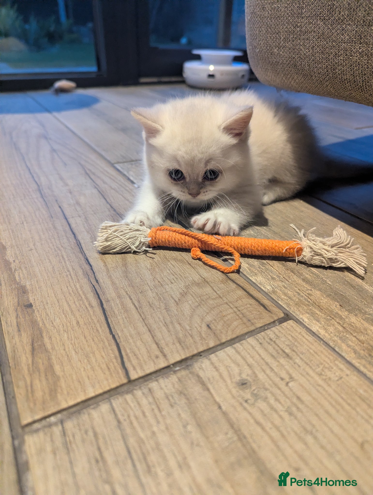 British Shorthair cats Beautiful British shorthair kittens - Advert 2