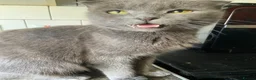 Scottish Fold cats for sale: Scottish Fold kittens for sale  - Advert 23