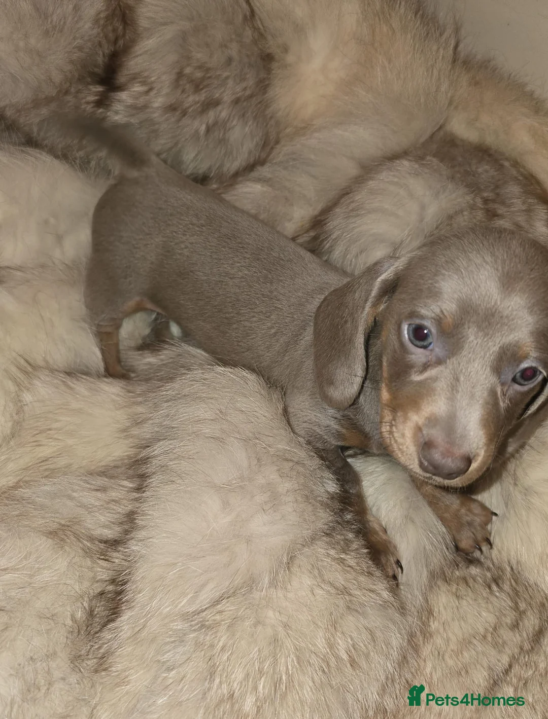 Miniature Dachshund dogs for sale: KC Mini Dachshunds 2 Beautiful girls Ready!! - Advert 17