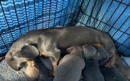 Miniature Dachshund dogs for sale: Stunning Mini Dachshund Puppies - Image 3