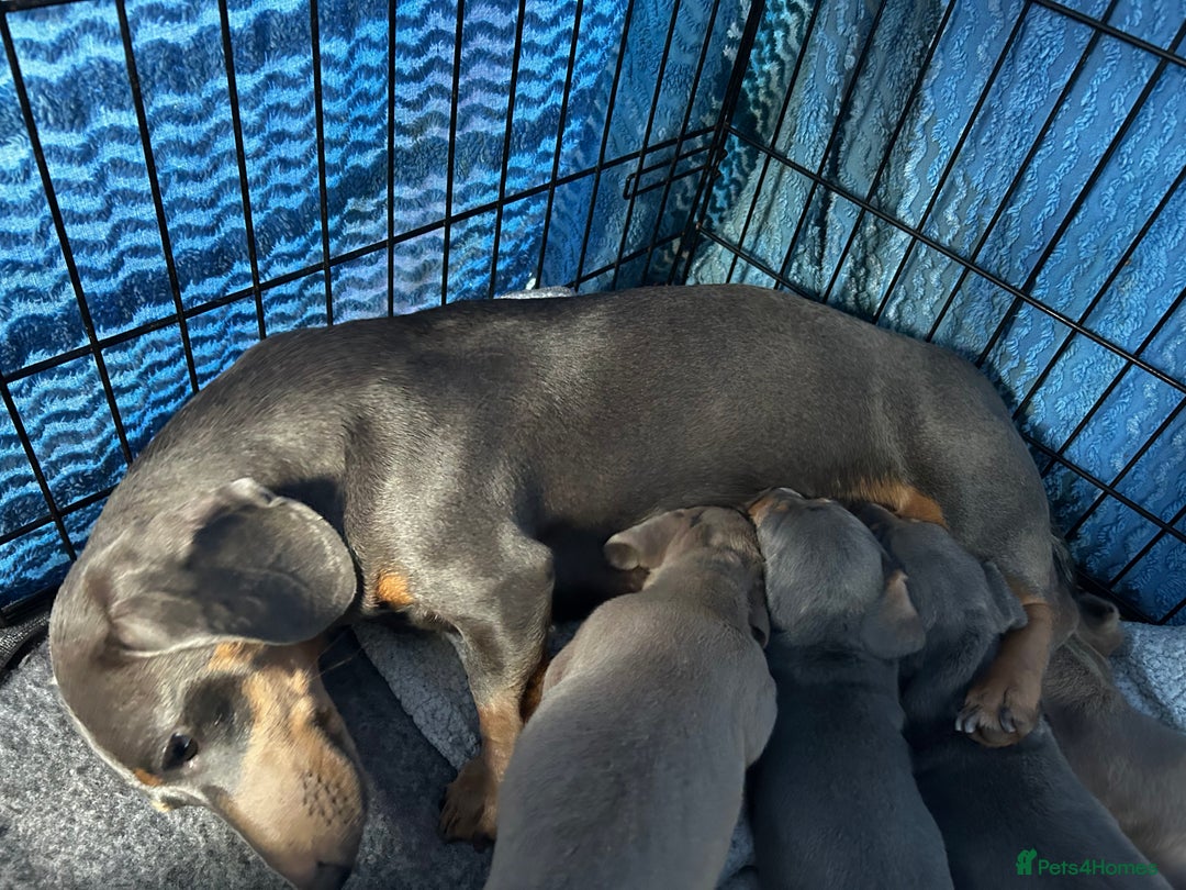 Miniature Dachshund dogs for sale: Stunning Mini Dachshund Puppies - Image 3