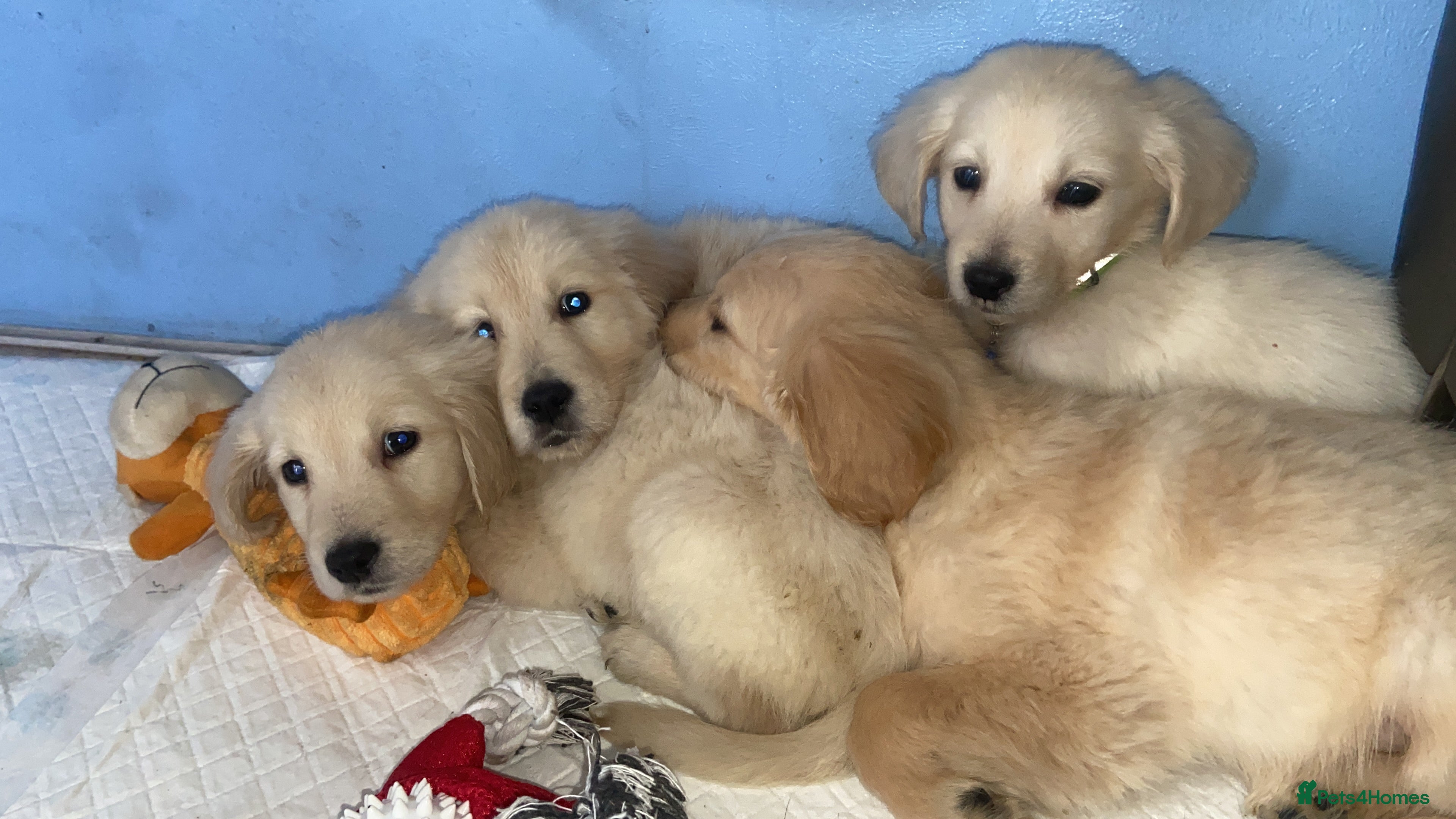 Golden Retriever dogs smooth coat  golden retrievers puppies  - Advert 2