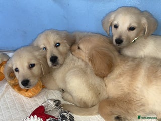 Golden Retriever dogs smooth coat golden retrievers puppies - Advert 2