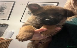 German Shepherd dogs for sale: KC German Shepherd Working line puppies 🐶  - Image 19