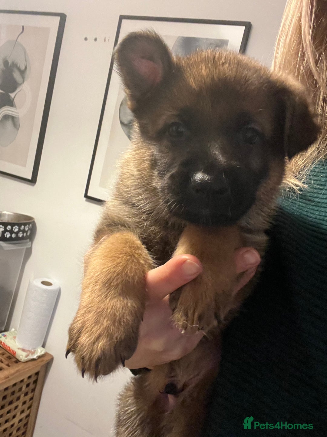 German Shepherd dogs for sale: KC German Shepherd Working line puppies 🐶  - Image 19