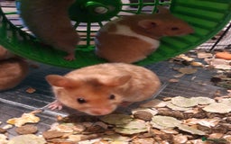 Hamster rodents for sale: Baby syrian hamsters from £10 - Available Now  in Manchester - Image 1