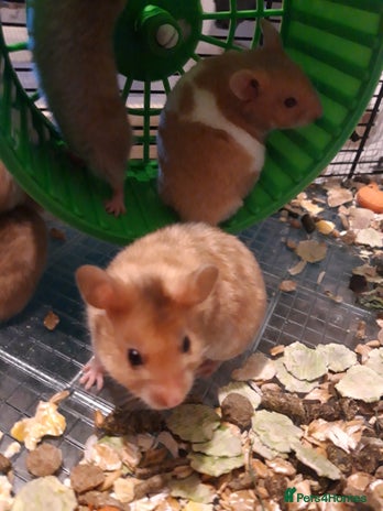 Hamster rodents in Manchester - Advert 16