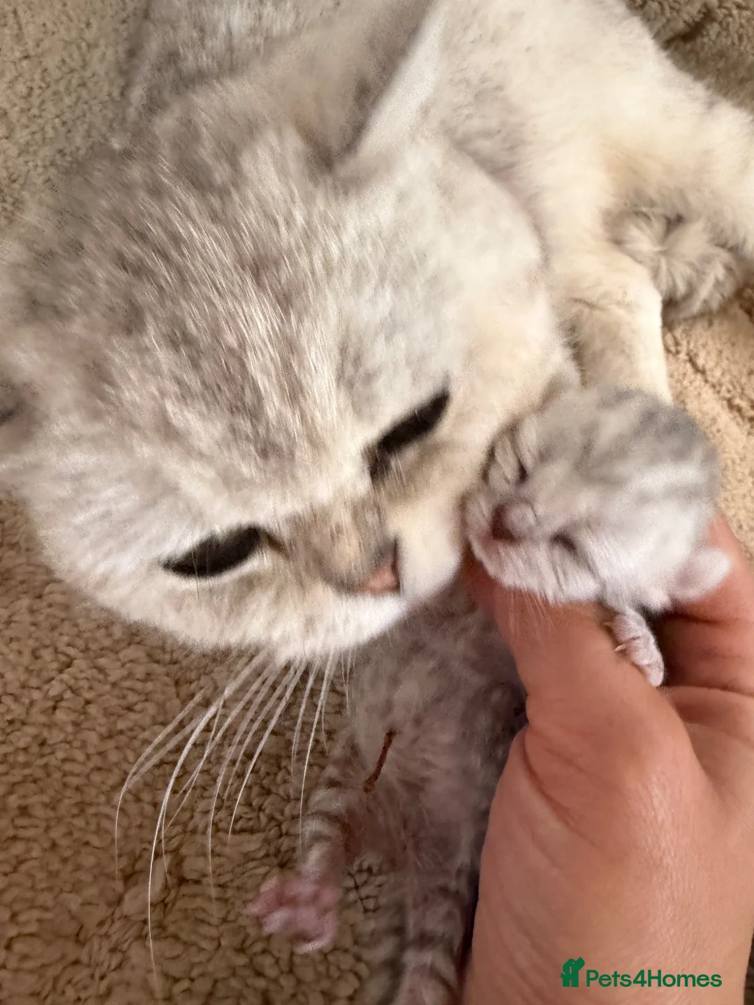 British Shorthair cats for sale: Silver snow British shorthair  - Advert 2