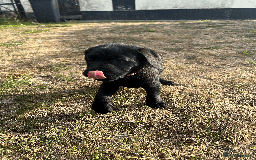Labrador Retriever dogs for sale: Labrador Puppies  - Image 2