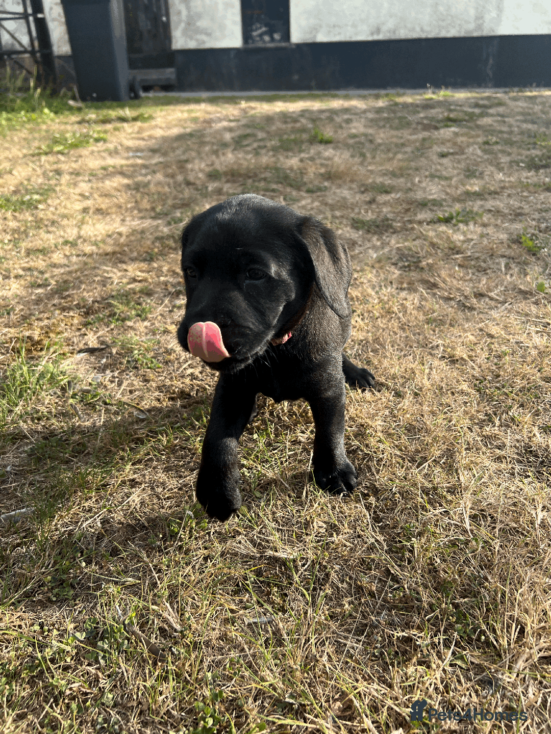 Labrador Retriever dogs for sale: Labrador Puppies  - Image 2