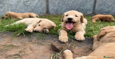 Labradoodle dogs - Advert 3