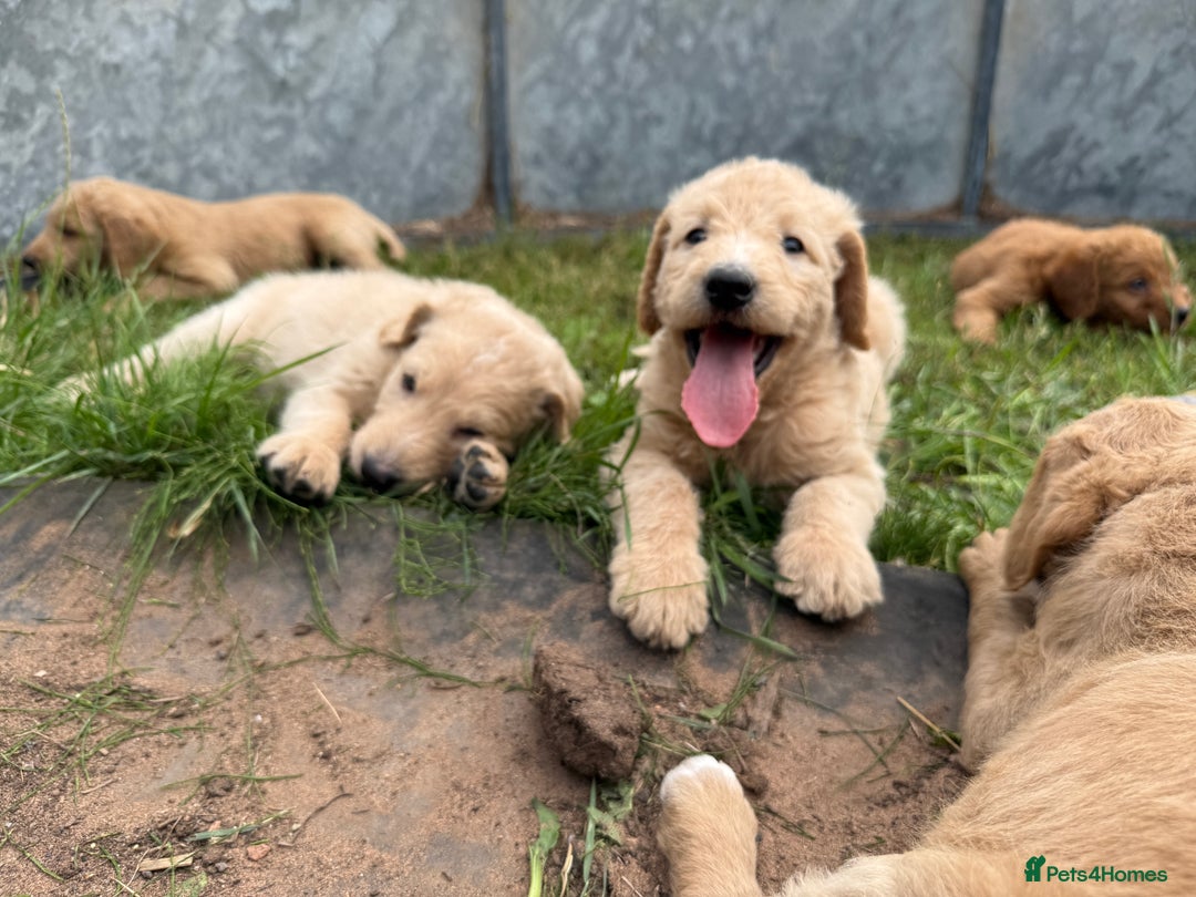 Labradoodle dogs for sale: Health tested chunky and fluffy labradoodles  - Image 2