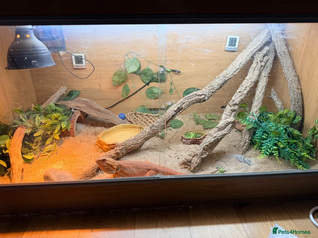 Bearded Dragon reptiles for sale: Bearded Dragaon With Complete Setup in Hayes - Advert 2