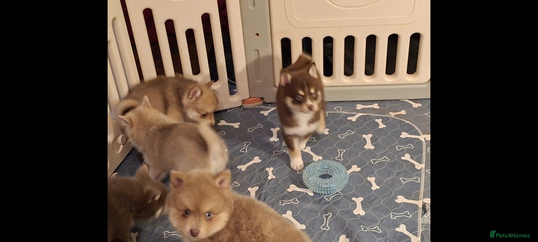 Pomsky dogs for sale: Blue Eyed F4 Toy Pomskies - Advert 35