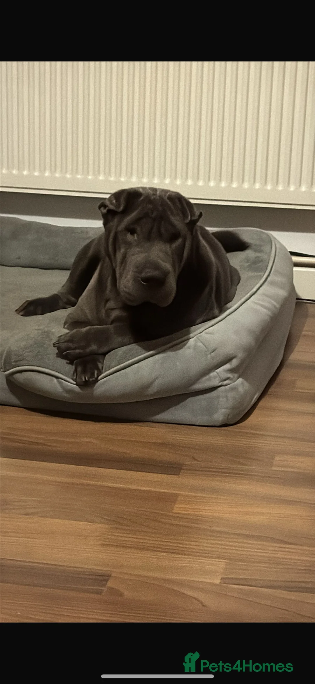Shar Pei dogs for sale: 5 year old female Shar Pei  - Advert 2