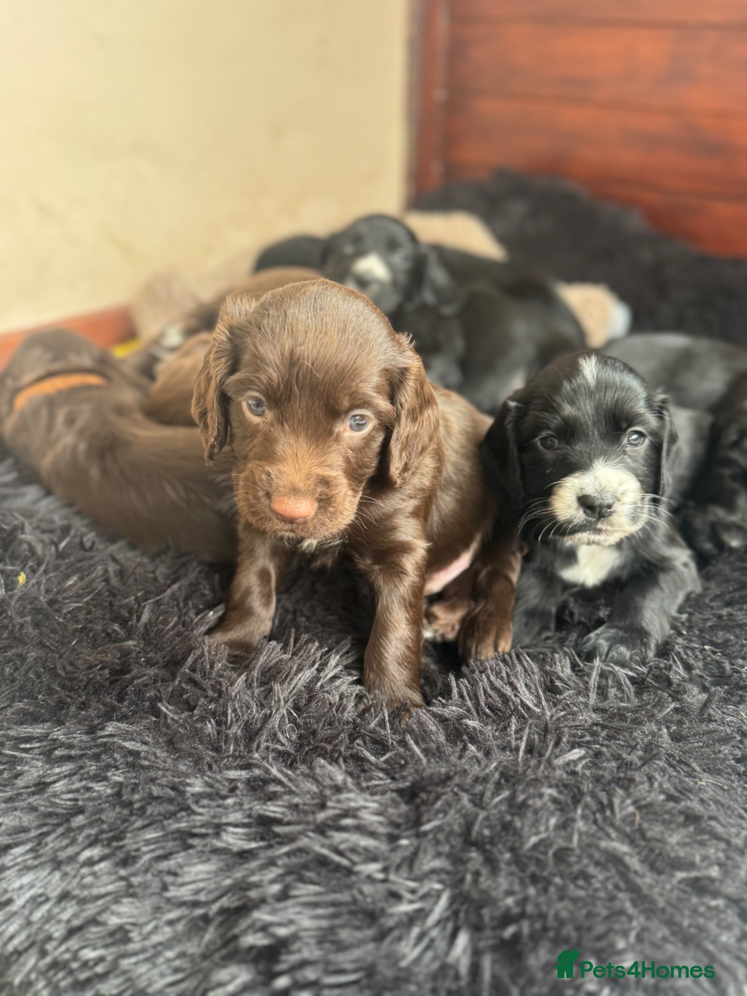Sprocker dogs Sprocker Spaniel Puppies for Sale  - Advert 2