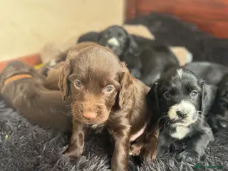Sprocker dogs Sprocker Spaniel Puppies for Sale - Advert 2
