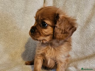 Cavalier King Charles Spaniel dogs for sale: Cavalier King Charles Spaniel Puppy - Advert 1