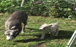 Whippet dogs for sale: Male whippet pups available  - Image 8