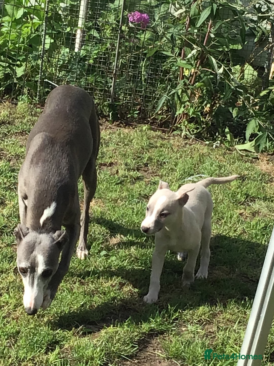 Whippet dogs for sale: Male whippet pups available  - Image 8