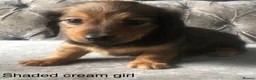 Miniature Dachshund dogs for sale: Miniature long haired dachshund puppies - Advert 12