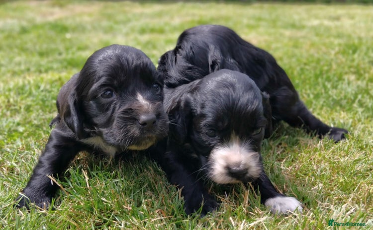 Cocker Spaniel dogs - Advert 13