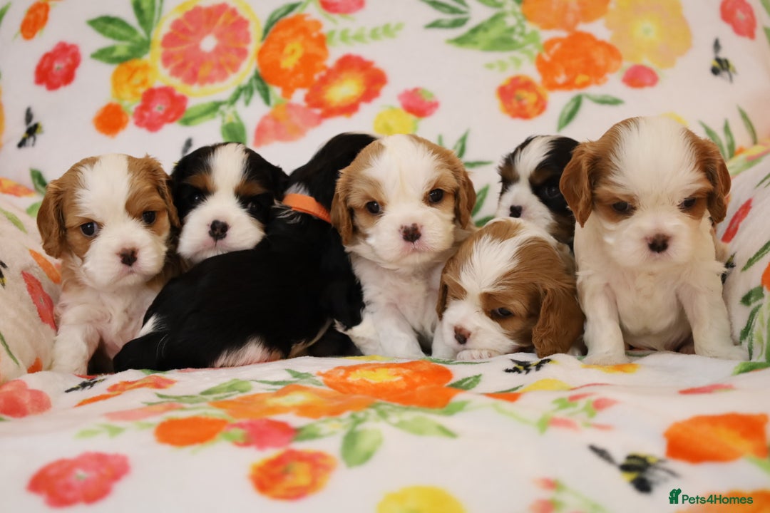 Cavalier King Charles Spaniel dogs for sale: 7 Puppies ready for reservations - Image 11